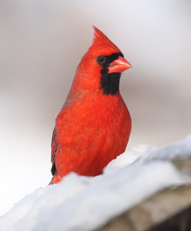 Northern Cardinal Photo #3