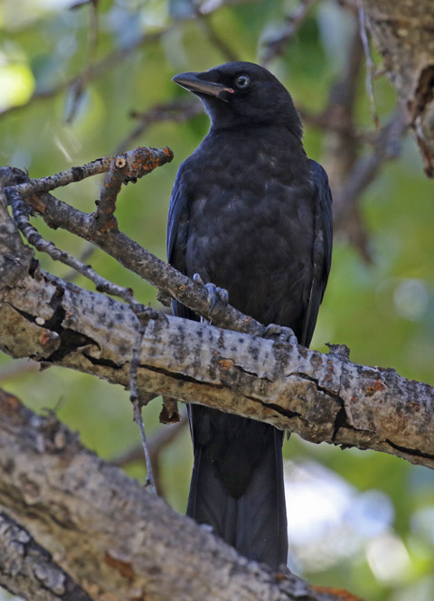 Northwestern Crow (juvenile)