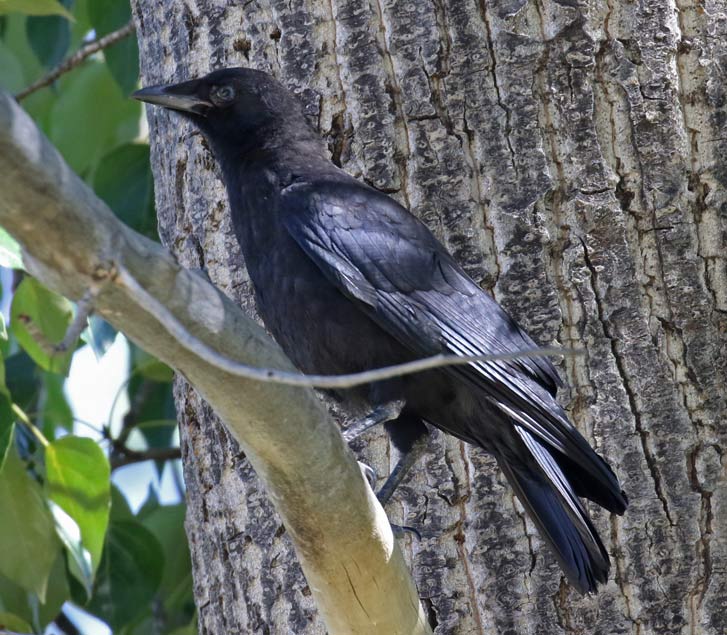 Northwestern Crow (juvenile)