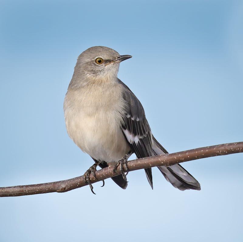 Northern Mockingbird Photo 2