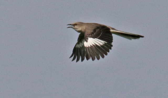 Northern Mockingbird (in flight)