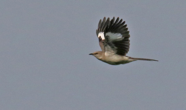 Northern Mockingbird (in flight)