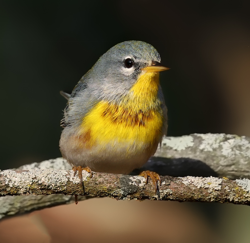 Northern Parula (fall adult male)