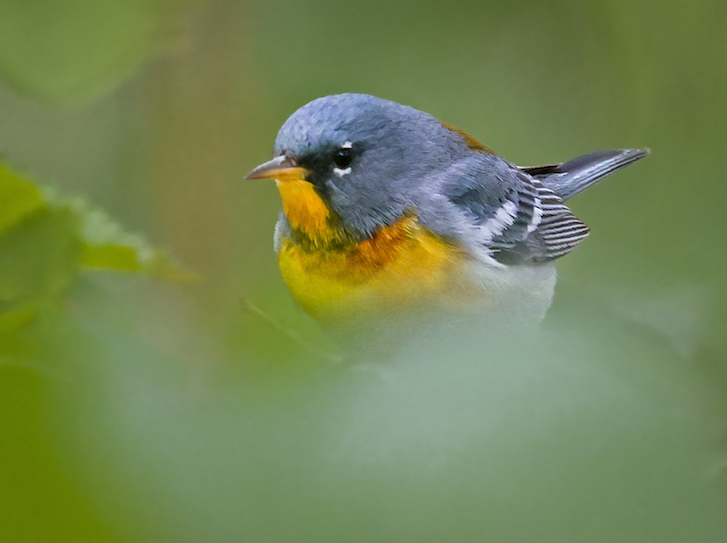 Northern Parula