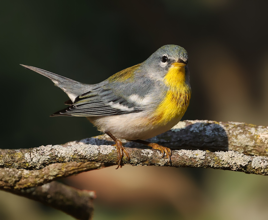 Northern Parula (fall adult male)