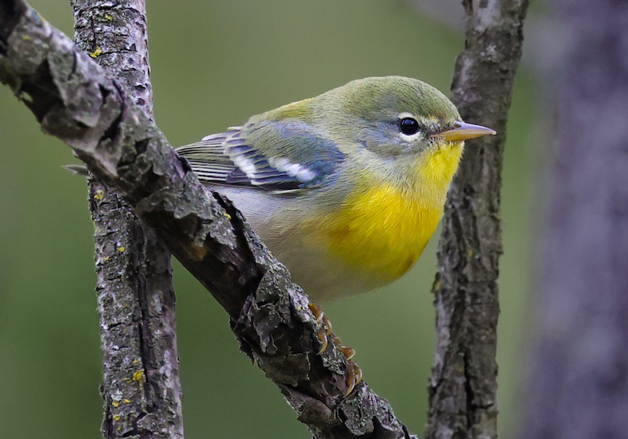 Northern Parula