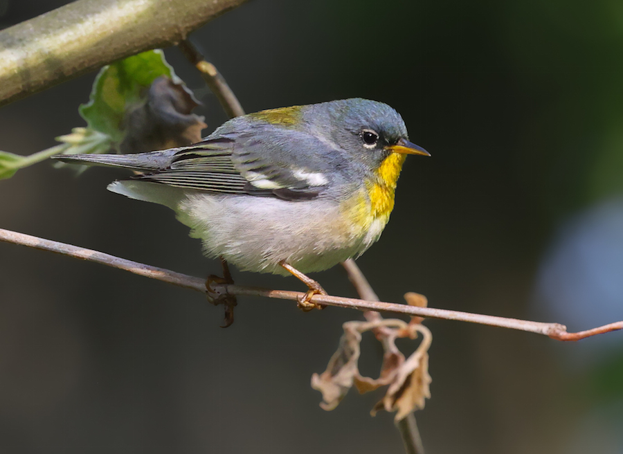 Northern Parula