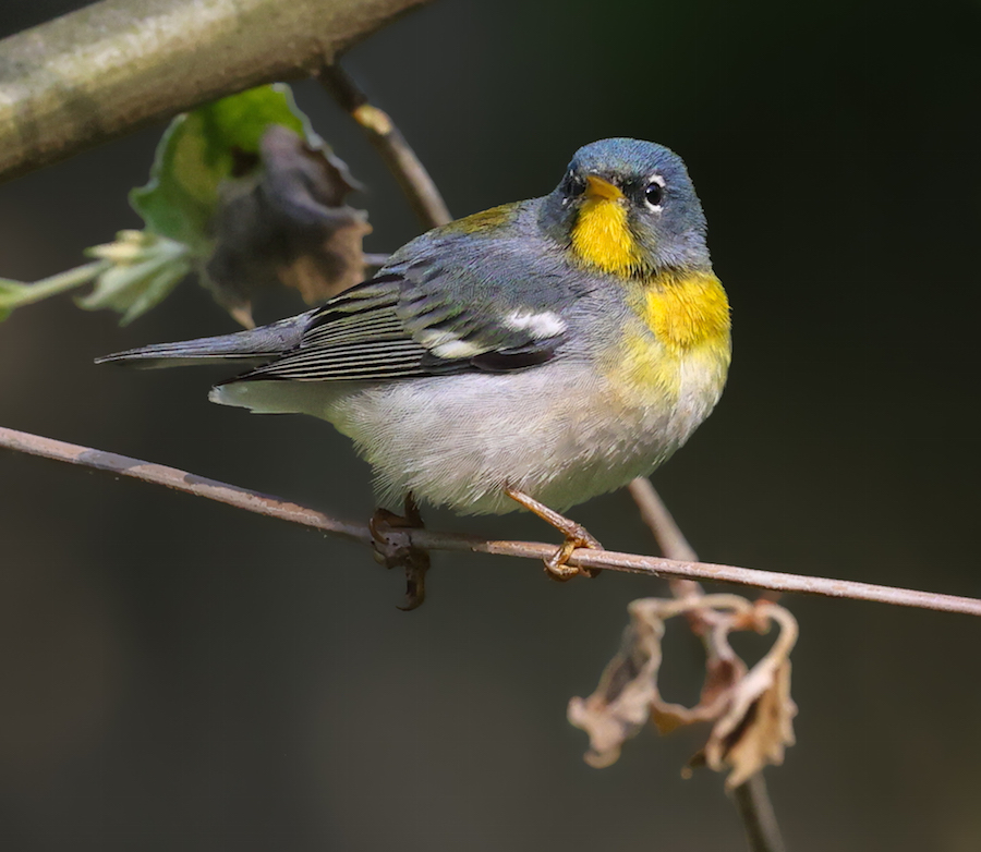 Northern Parula