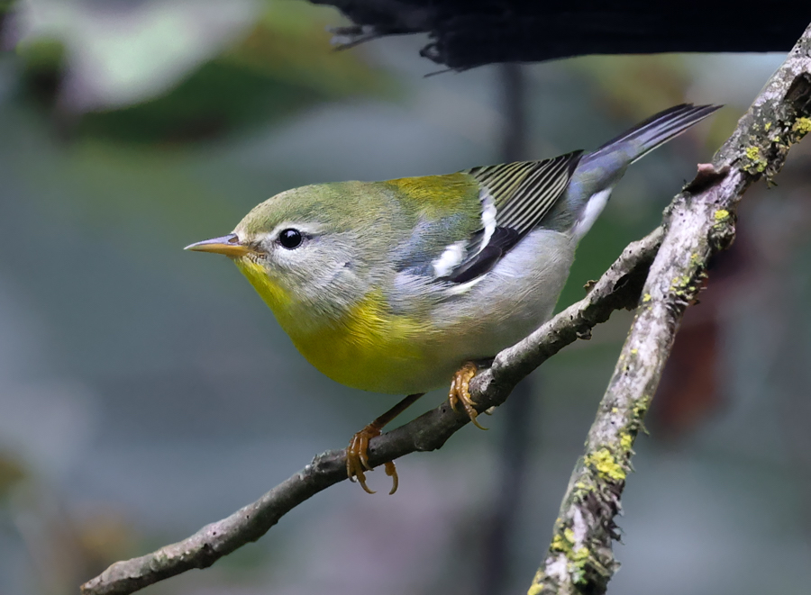 Northern Parula (1st fall female)