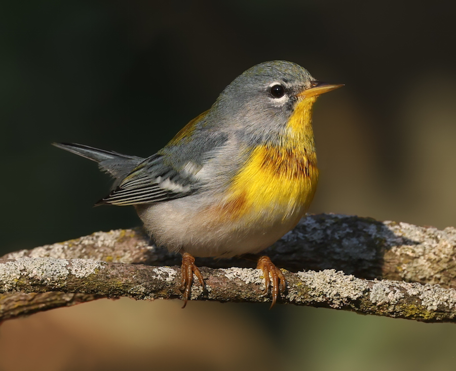 Northern Parula (fall adult male)