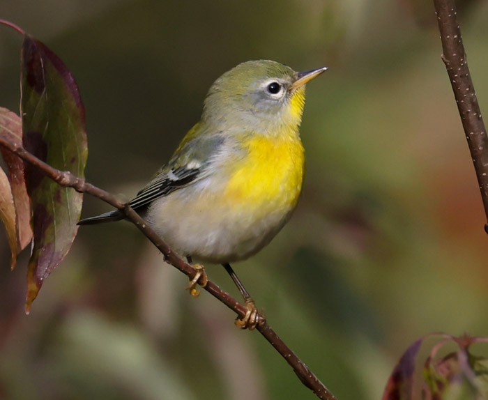 Northern Parula (1st fall female) photo #1