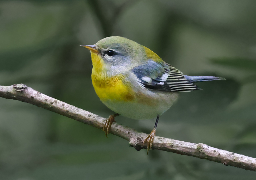 Northern Parula (fall adult male)