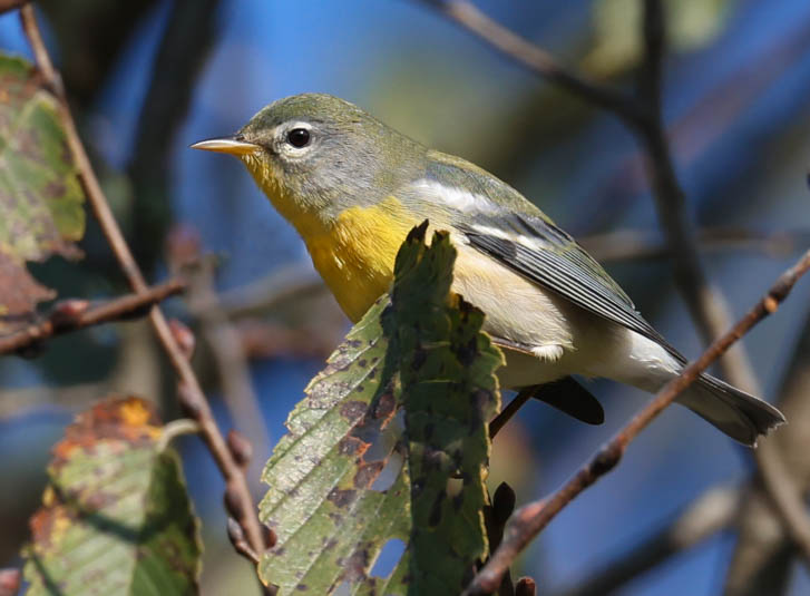 Northern Parula (1st fall female) photo #3