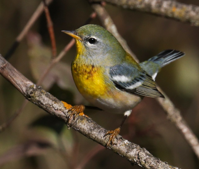 Northern Parula (fall adult male