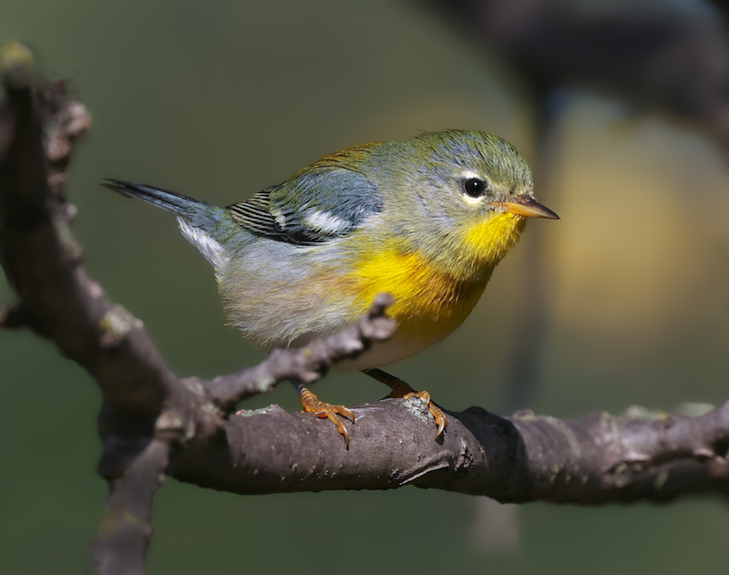 Northern Parula (fall adult male)
