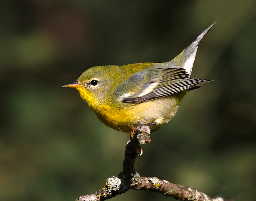Northern Parula