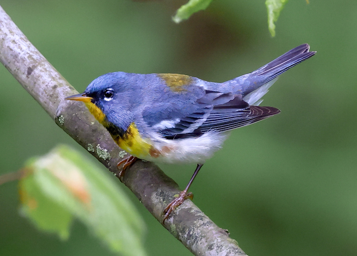 Northern Parula photo #1