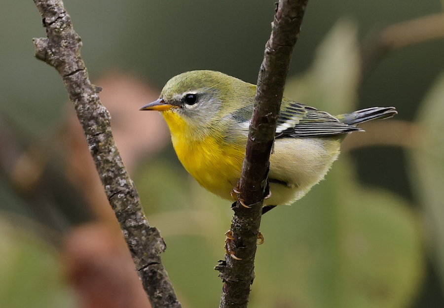 Northern Parula (1st fall female) photo #5