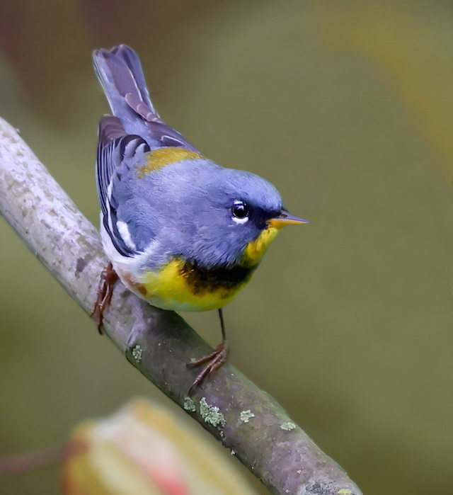 Northern Parula photo #2