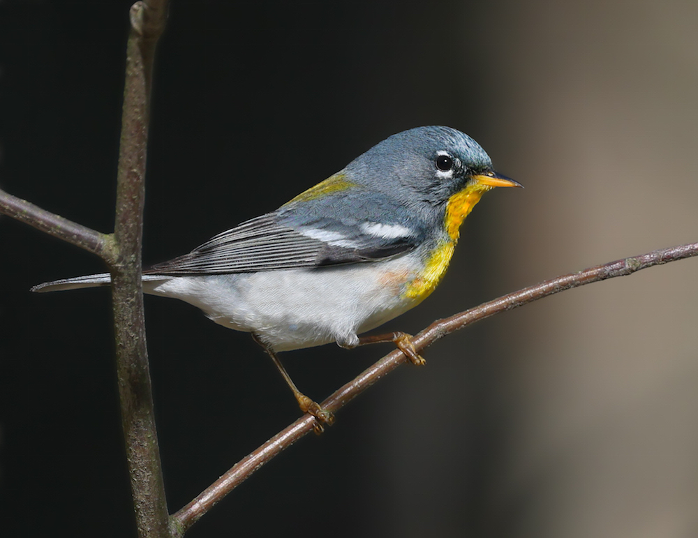 Northern Parula