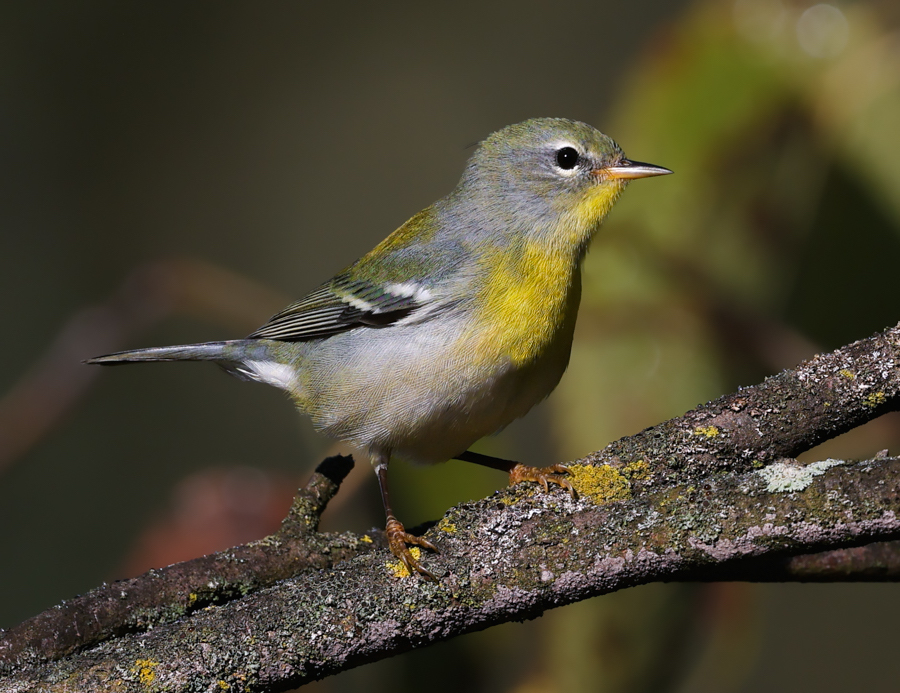 Northern Parula (1st fall female)