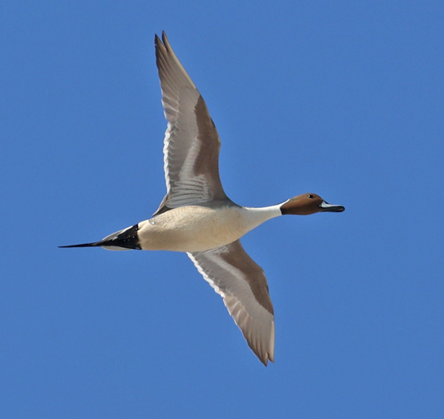 Northern Pintail (in flight)