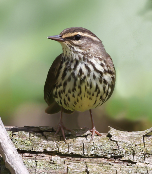 Northern Waterthrush