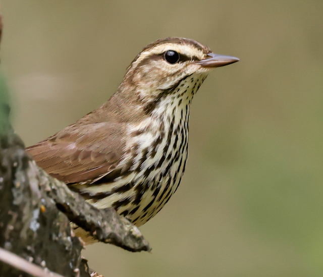 Northern Waterthrush