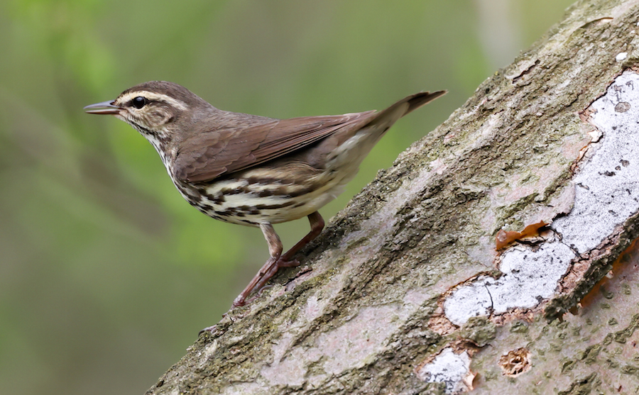 Northern Waterthrush