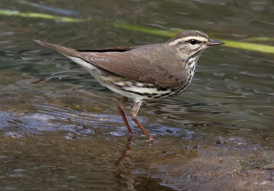 Northern Waterthrush