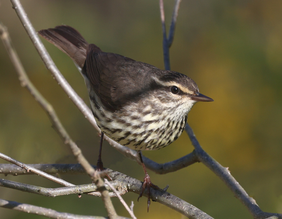 Northern Waterthrush