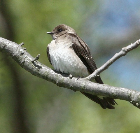 Northern Rough-winged Swallow photo #2