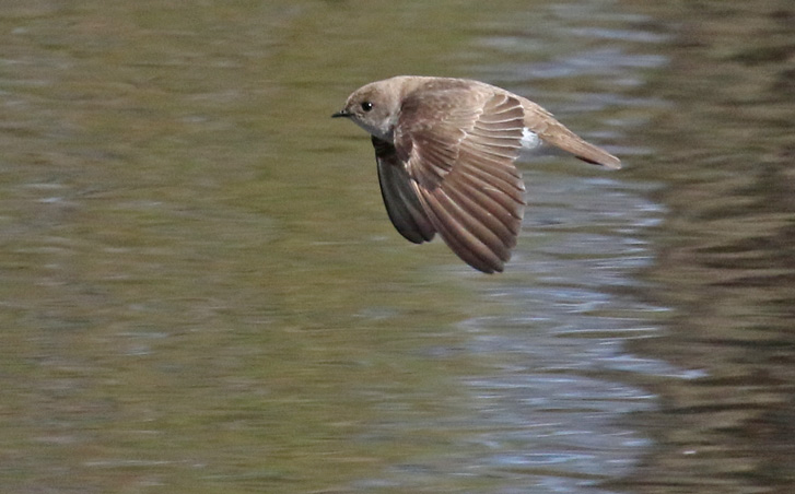 Northern Rough-winged Swallow (adult in flight) photo #2