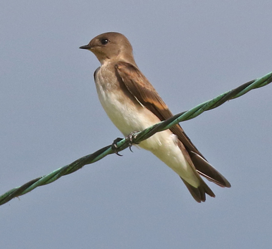 Northern Rough-winged Swallow (juvenile) photo #1