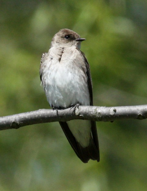 Northern Rough-winged Swallow photo #1