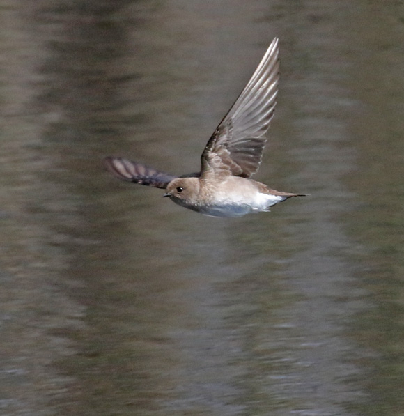 Northern Rough-winged Swallow (adult in flight) photo #1