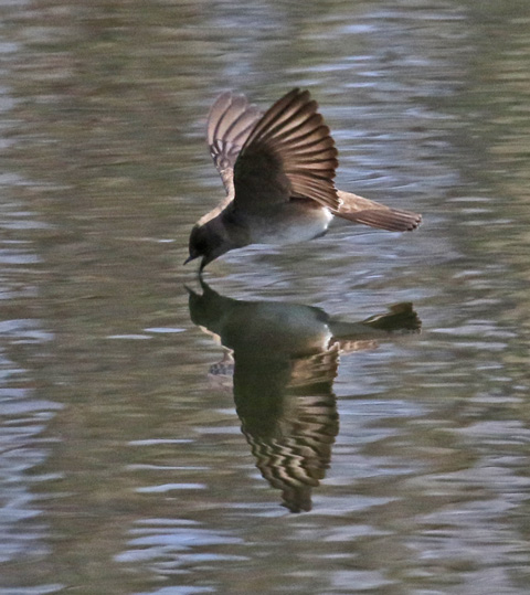 Northern Rough-winged Swallow (adult in flight) photo #4
