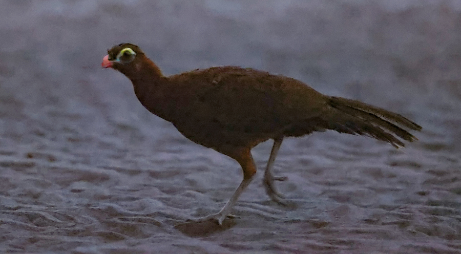 Nocturnal Curassow