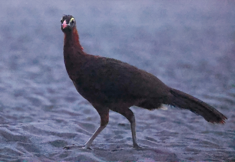 Nocturnal Curassow