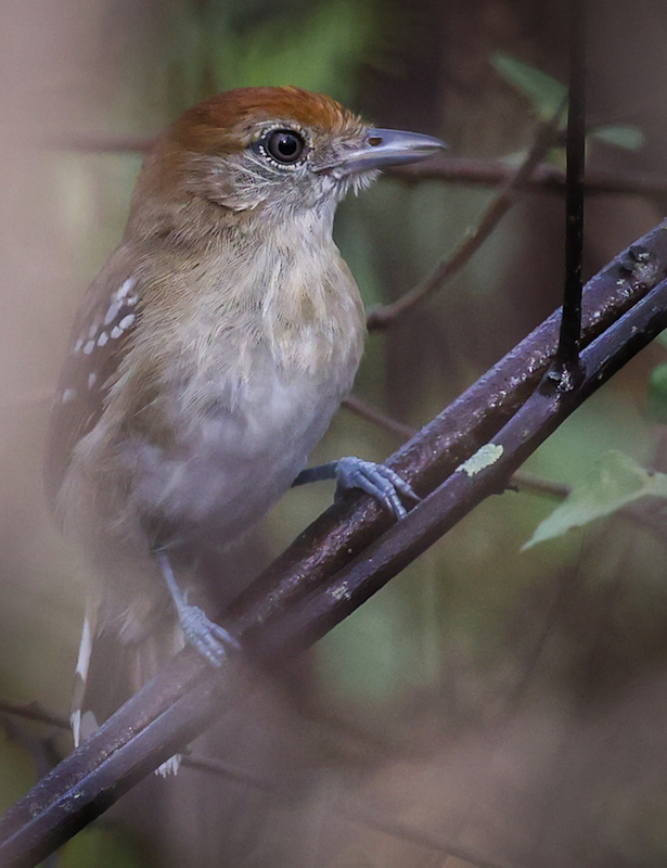Northern Slaty-antshrike