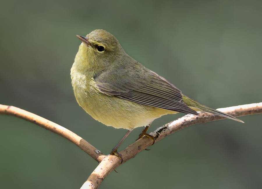 Orange-crowned Warbler
