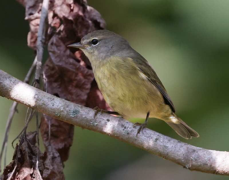 Orange-crowned Warbler photo #3