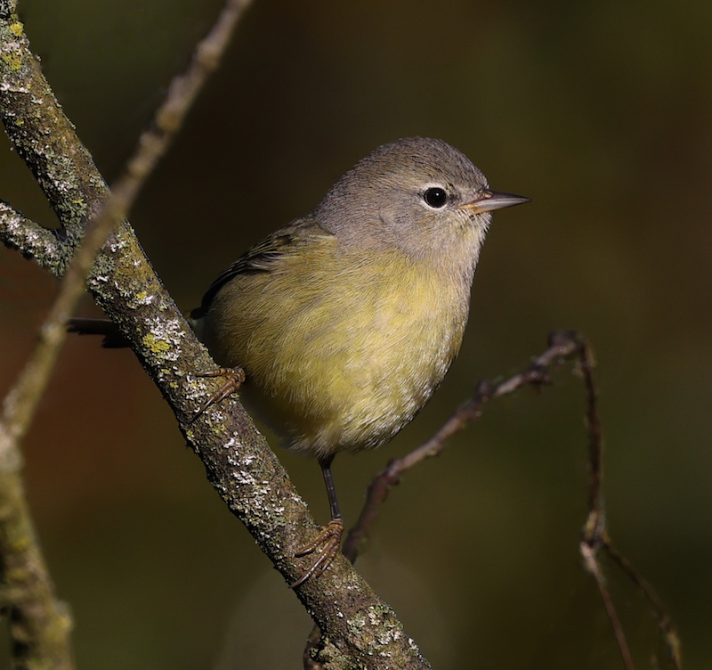 Orange-crowned Warbler photo #2