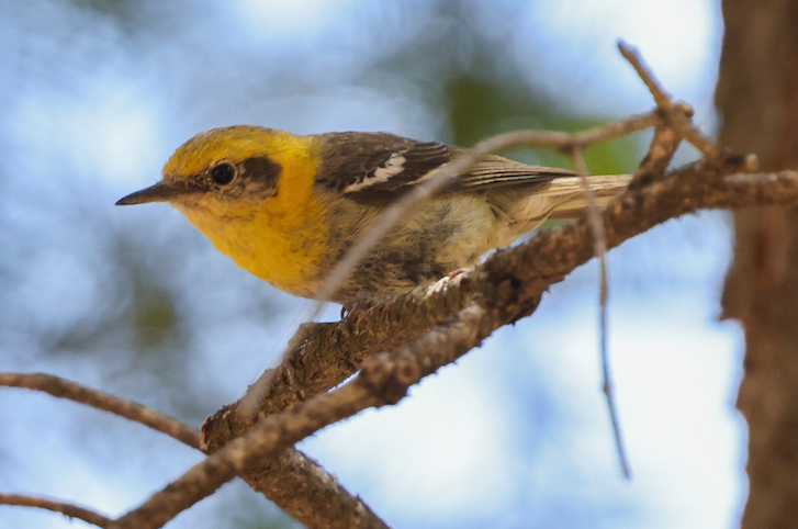 Olive Warbler photo #2
