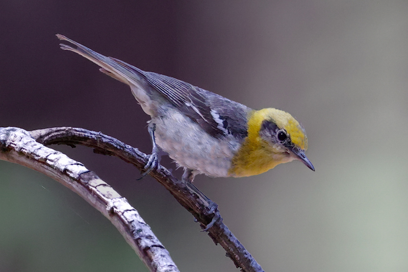 Olive Warbler photo #1