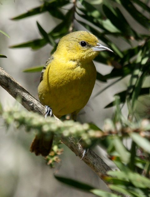 Orchard Oriole (adult female)