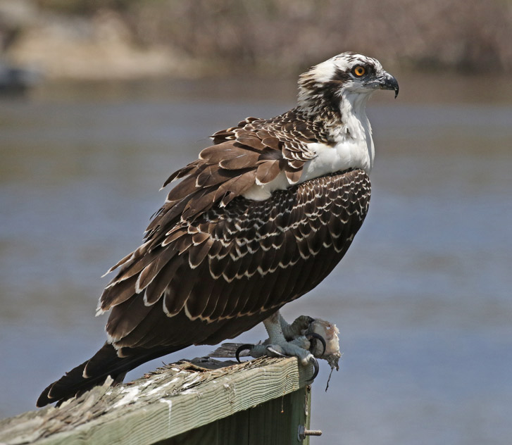 Osprey (juvenile)