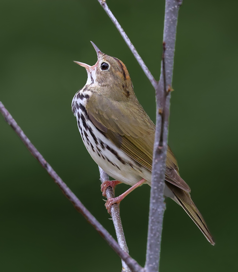 Ovenbird