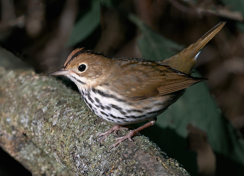 Ovenbird