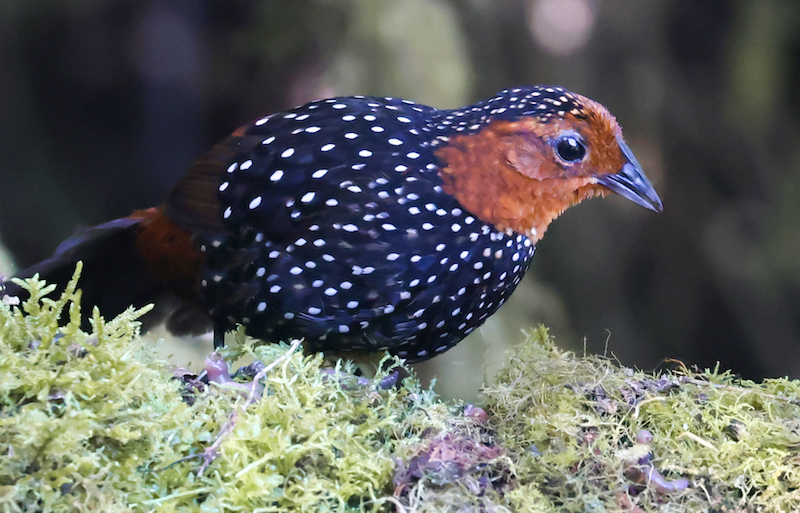 Ocellated Tapaculo